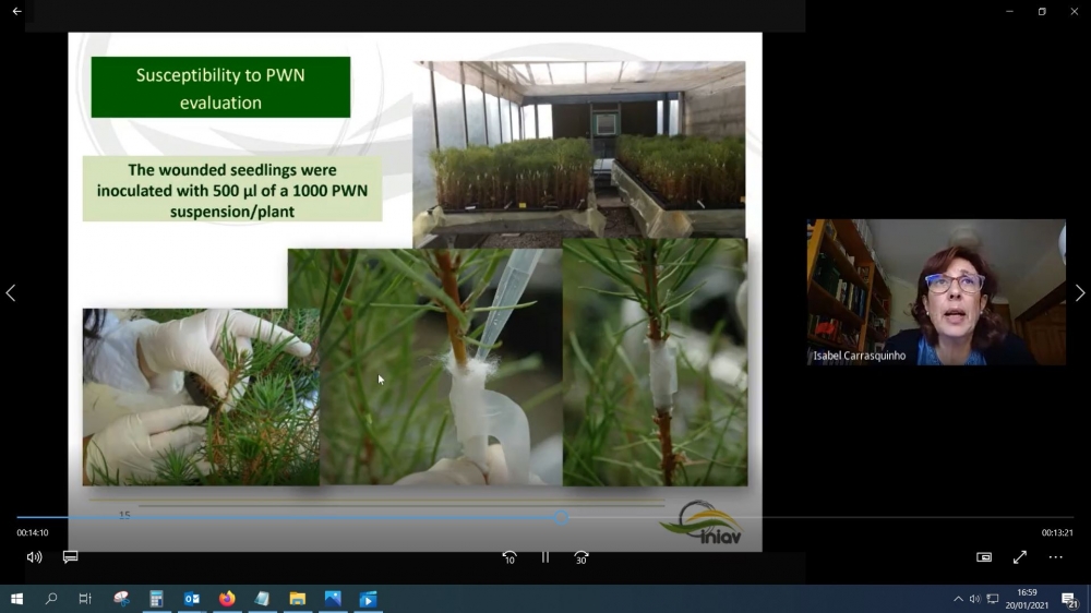 Webinario De Mejora Gen Tica Forestal Noticias Biotecfor