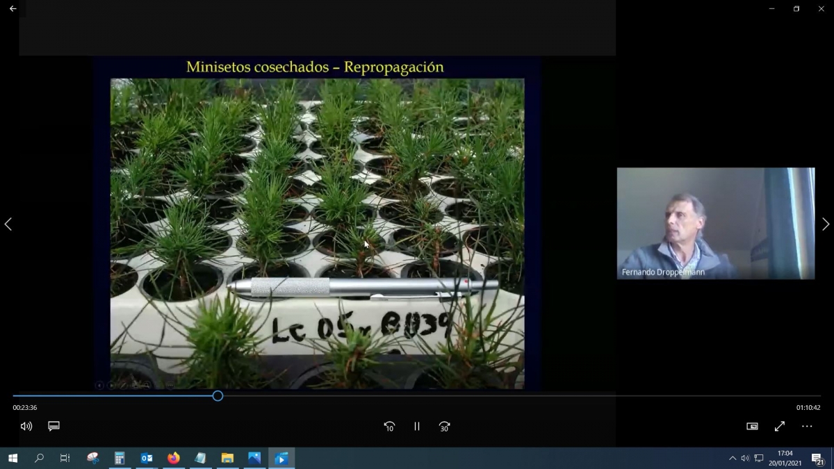 Webinario De Mejora Gen Tica Forestal Noticias Biotecfor